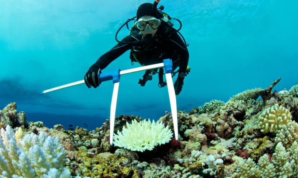 Estudiar biología marina en Puerto Rico Estudiar en PR